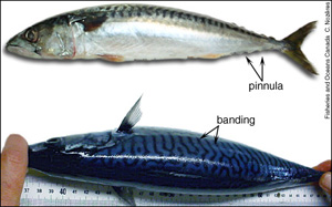 mackeral